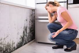 Why You Should Choose Our Mold Remediation Services in Huntingdon, PA